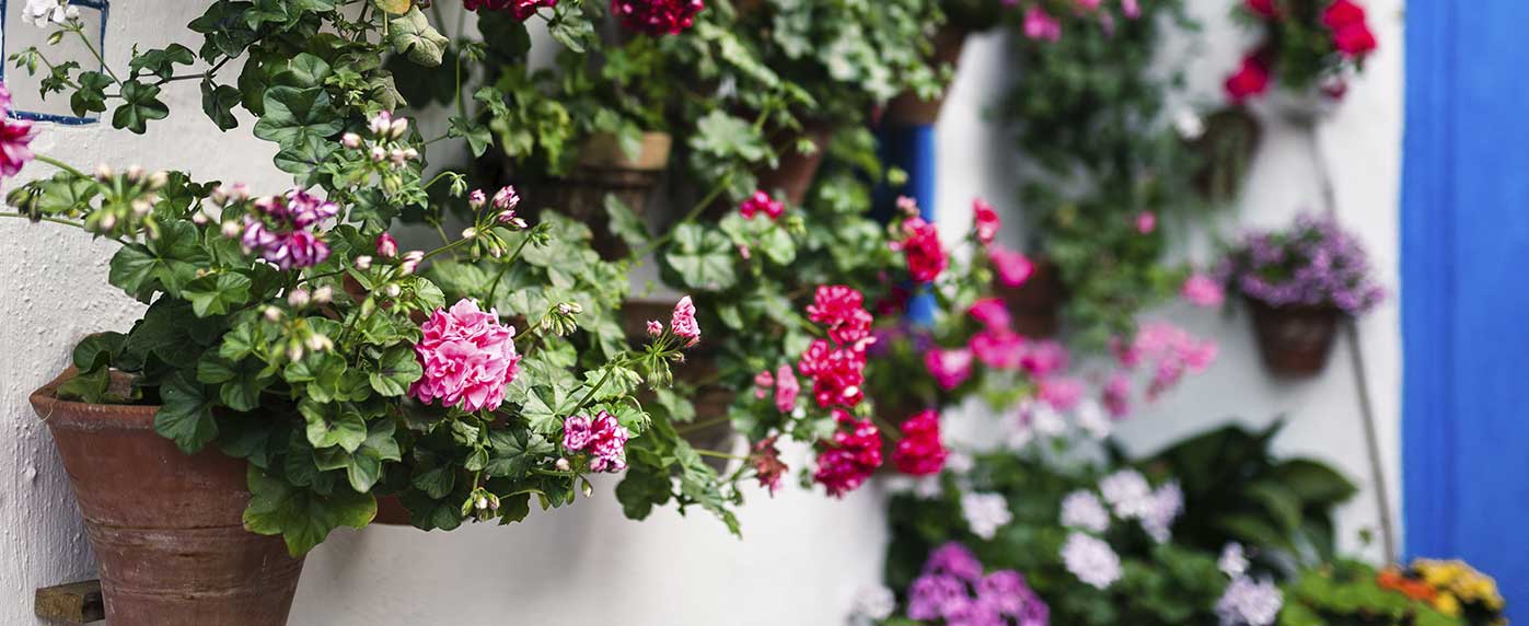 flores-cordoba-mayo